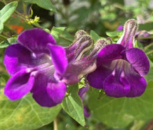 Indlæs billede til gallerivisning Klatre Løvemund, Azarina scandens