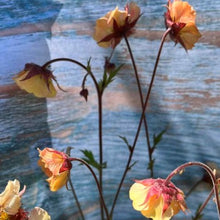 Load image into Gallery viewer, Nellikerod "Mai Tai", Geum coccineum