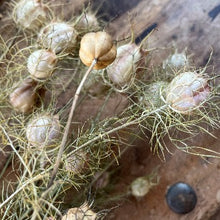 Load image into Gallery viewer, Nigella "Love-In-A-Mist", Nigella Damascena NYHED