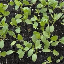 Load image into Gallery viewer, Nigella "Love-In-A-Mist", Nigella Damascena NYHED