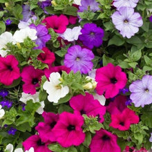 Indlæs billede til gallerivisning Petunia "Balcony" mix