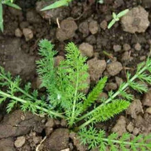 Load image into Gallery viewer, Røllike "The Pearl", Achillea ptarmica