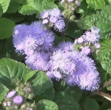 Load image into Gallery viewer, Blue Mink "Blue Mink", Ageratum houstonianum