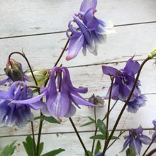 Load image into Gallery viewer, Akeleje blå med hvid kant, Aquilegia chrysantha
