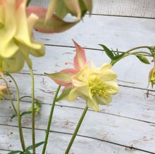Load image into Gallery viewer, Akeleje lyserød med sart vanilla, Aquilegia chrysantha