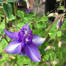 Load image into Gallery viewer, Akeleje lyseblå, Aquilegia chrysantha