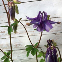 Load image into Gallery viewer, Akeleje lyseblå, Aquilegia chrysantha