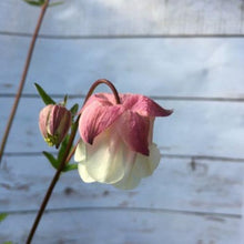 Load image into Gallery viewer, Akeleje tofarvet, Aquilegia chrysantha