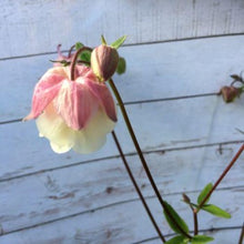 Load image into Gallery viewer, Akeleje tofarvet, Aquilegia chrysantha