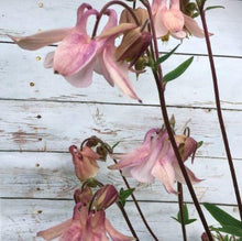 Load image into Gallery viewer, Akeleje lyserød med strejf af lilla, Aquilegia chrysantha