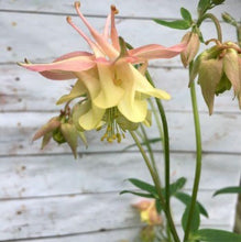 Load image into Gallery viewer, Akeleje lyserød med sart vanilla, Aquilegia chrysantha