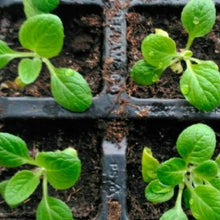 Load image into Gallery viewer, Fingerbøl "Alba", Digitalis purpurea