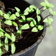 Load image into Gallery viewer, Amarant "Love Lies Bleeding", Amaranthus caudatus