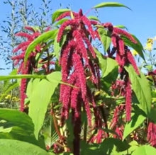 Load image into Gallery viewer, Amarant "Love Lies Bleeding", Amaranthus caudatus