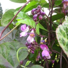 Load image into Gallery viewer, Buskbønne "Amethyst", Phaseolus vulgaris