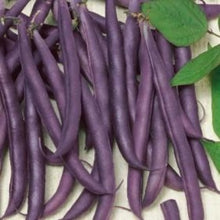 Load image into Gallery viewer, Buskbønne "Amethyst", Phaseolus vulgaris