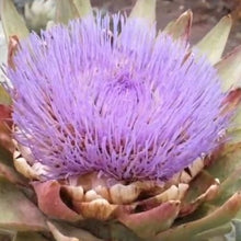 Load image into Gallery viewer, Artiskok "Green Globe", Cynara cardunculus