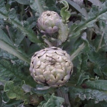 Load image into Gallery viewer, Artiskok "Green Globe", Cynara cardunculus