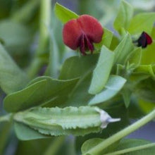 Load image into Gallery viewer, Aspargesært, Tetragonolobus purpureus