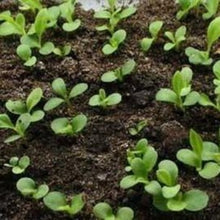 Load image into Gallery viewer, Asters ""Unicum White", Callistephus chinensis