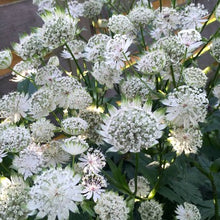Load image into Gallery viewer, Stjerneskærm "Alba", Astrantia major