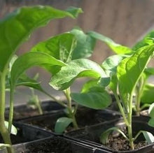 Load image into Gallery viewer, Aubergine "Ronde De Valence", Solanum melongena
