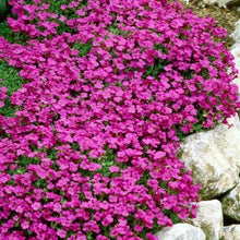 Load image into Gallery viewer, Blåpude "Leishtlinii", Aubrietia cultorum