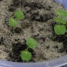 Indlæs billede til gallerivisning Klatre Løvemund, Azarina scandens