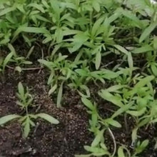 Indlæs billede til gallerivisning Brøndsel "Yellow Rain", Aurea bidens