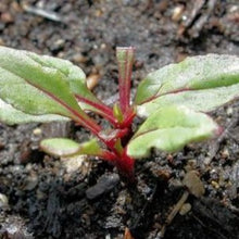 Load image into Gallery viewer, Bladbede "Bright Lights", Beta vulgaris L