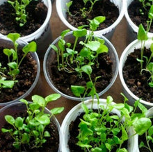 Load image into Gallery viewer, Blåpude "Leishtlinii", Aubrietia cultorum