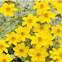 Indlæs billede til gallerivisning Brøndsel "Yellow Rain", Aurea bidens