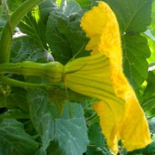 Load image into Gallery viewer, Græskar muskat butternut "Waltham", Cucurbita moschata