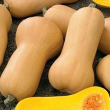 Load image into Gallery viewer, Græskar muskat butternut "Waltham", Cucurbita moschata