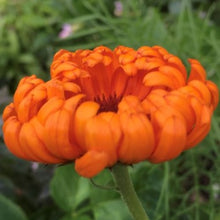 Load image into Gallery viewer, Morgenfrue "Radio", Calendula officinalis