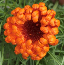 Load image into Gallery viewer, Morgenfrue "Radio", Calendula officinalis