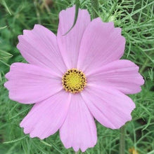 Indlæs billede til gallerivisning Stolt Kavaler "Pink Sensation", Cosmos bipinnatus