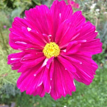Load image into Gallery viewer, Stolt Kavaler "Cranberry" halv-dobbelt, Cosmos bipinnatus