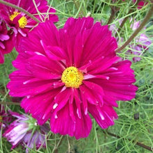 Load image into Gallery viewer, Stolt Kavaler "Cranberry" halv-dobbelt, Cosmos bipinnatus