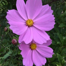 Indlæs billede til gallerivisning Stolt Kavaler "Pink Sensation", Cosmos bipinnatus