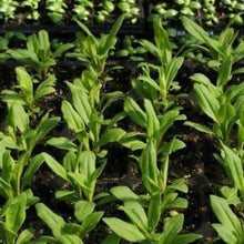 Load image into Gallery viewer, Studenternellike "Black Magic", Dianthus barbatus