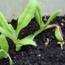 Load image into Gallery viewer, Middagsblomst "Gelato Red", Dorotheanthus bellidiformis