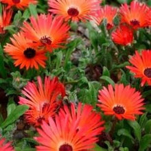 Load image into Gallery viewer, Middagsblomst "Gelato Red", Dorotheanthus bellidiformis