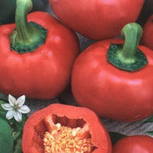 Load image into Gallery viewer, Peberfrugt "Dumas", Caspicum annuum