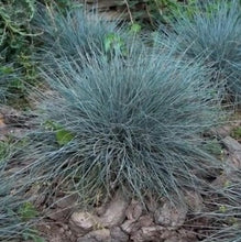 Load image into Gallery viewer, Bjørnegræs "Blue Varna", Festuca glauca