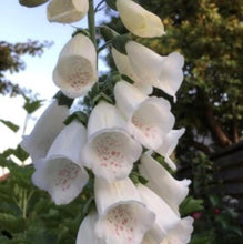 Load image into Gallery viewer, Fingerbøl "Alba", Digitalis purpurea