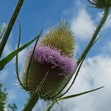 Load image into Gallery viewer, Gærdekartebolle, Dipsacus fullonum