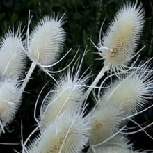 Load image into Gallery viewer, Gærdekartebolle, Dipsacus fullonum