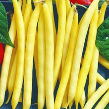 Load image into Gallery viewer, Buskbønne "Golden Goal", Phaseolus coccineus