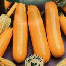 Load image into Gallery viewer, Squash "Goldena" Courgette, Cucurbita pepo